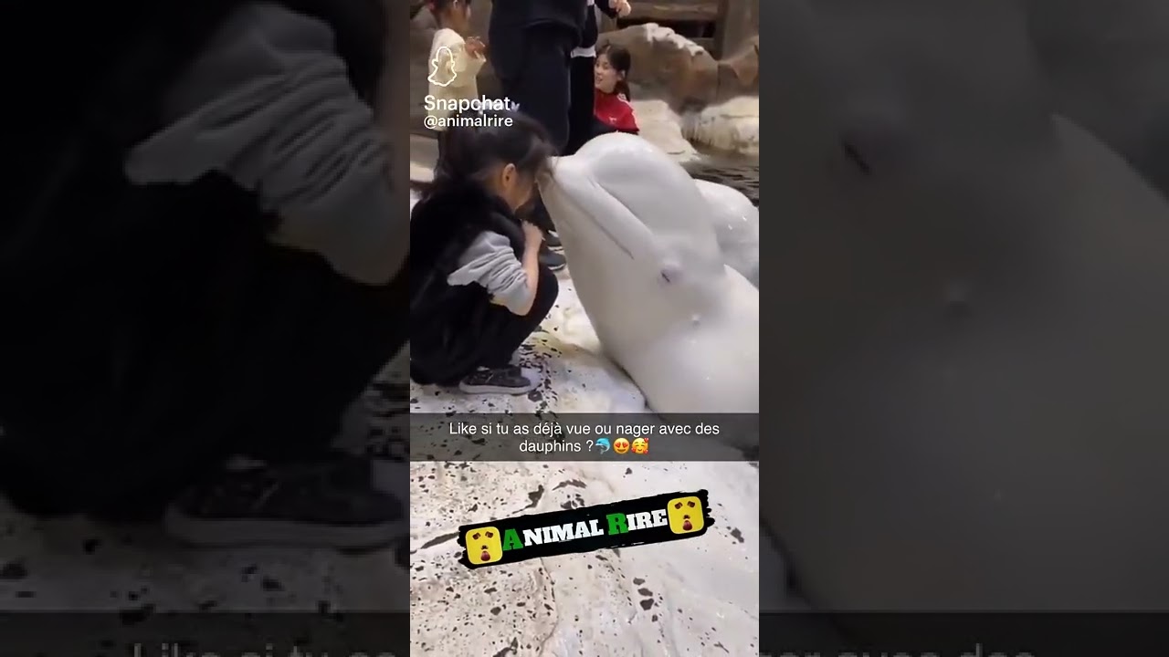 abonne toi si tu teouve que le dauphin est beau