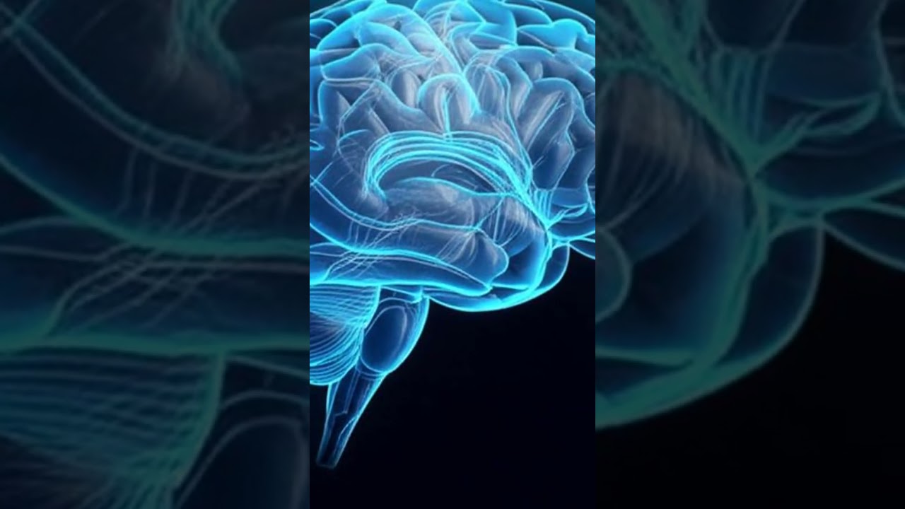 Rêves : La Science Dévoile le Rôle Essentiel de notre Cerveau Nocturne 🧠