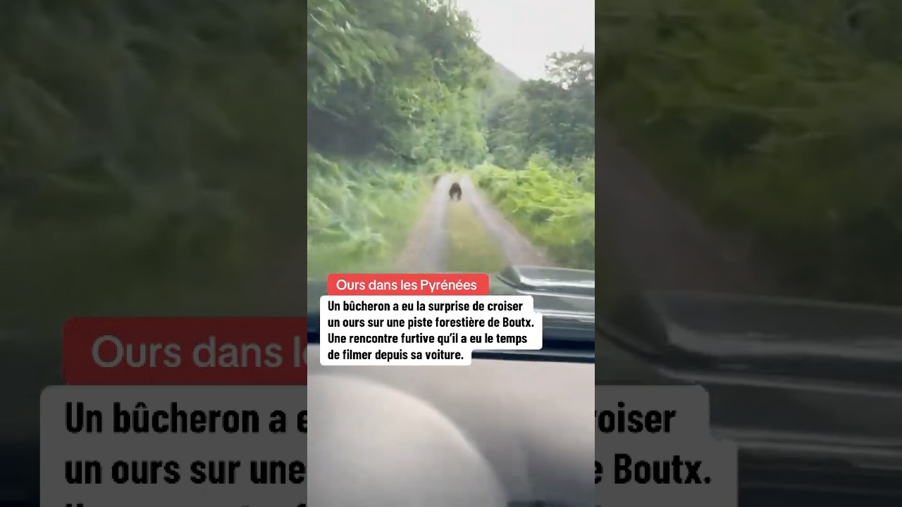 Un ours a été filmé par un bûcheron en voiture dans les Pyrénées, sur une piste forestière.