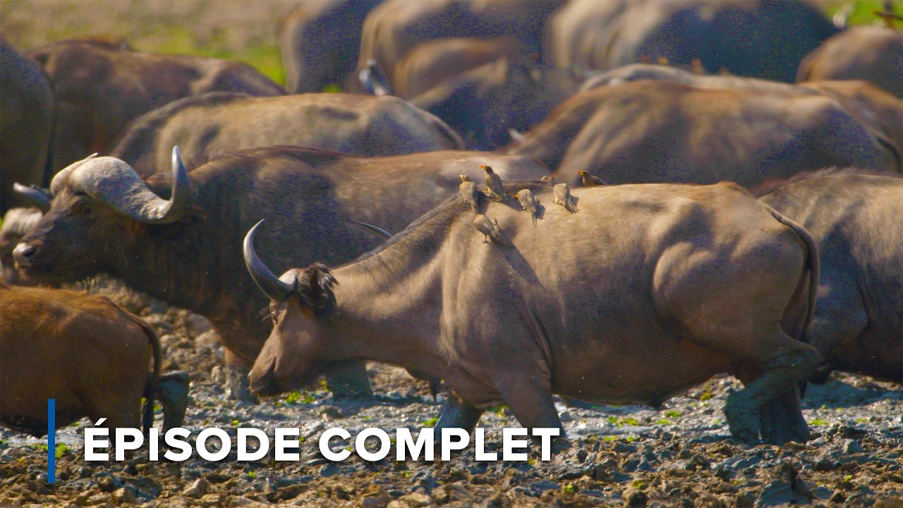 Comment les animaux survivent pendant la saison sèche | La grande sécheresse 101