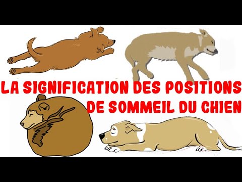 Ce que la position de sommeil de votre chien révèle sur sa personnalité, sa santé et son caractère