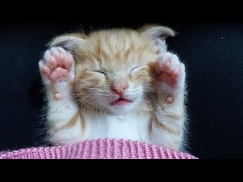 ♫💤 Détente Complète Chiens Et Chats ♣ Musique Douce Pour Dormir ♣ Calme l'Agitation Et l'Anxiété