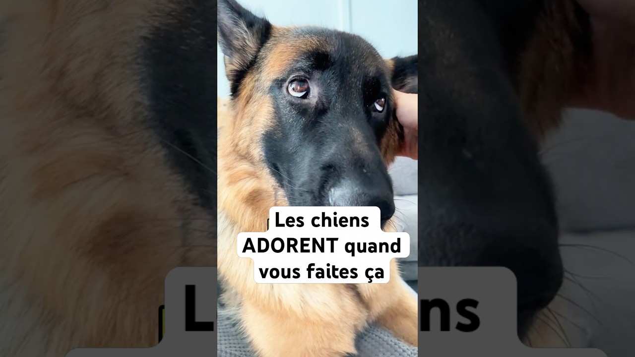 Les Chiens ADORENT quand vous faites ça #chien