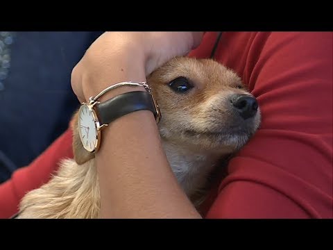 Au boulot avec son animal de compagnie