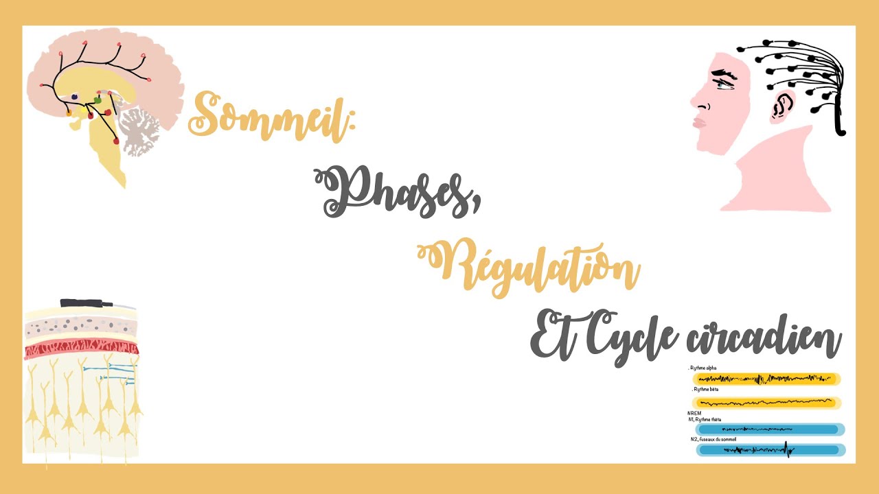 Veille Et Sommeil: Phases Du Sommeil, Cycle Circadien Et Régulation Du Sommeil- Neuro-Sensoriel.