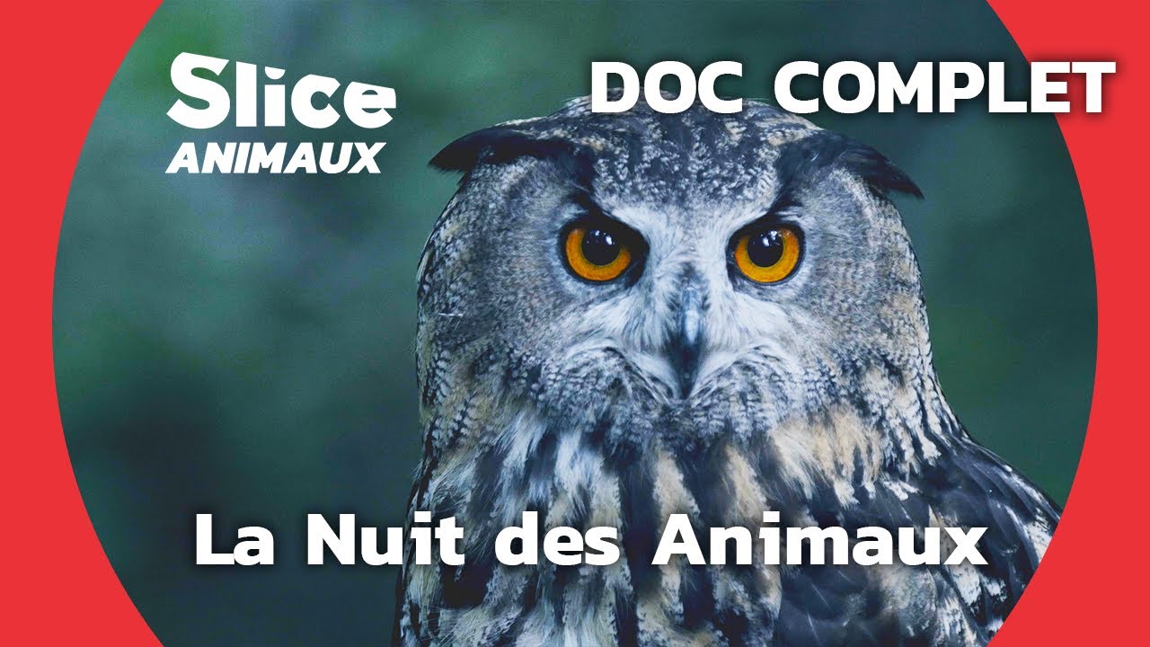 La Vie des Animaux Nocturnes I SLICE ANIMAUX | DOC COMPLET