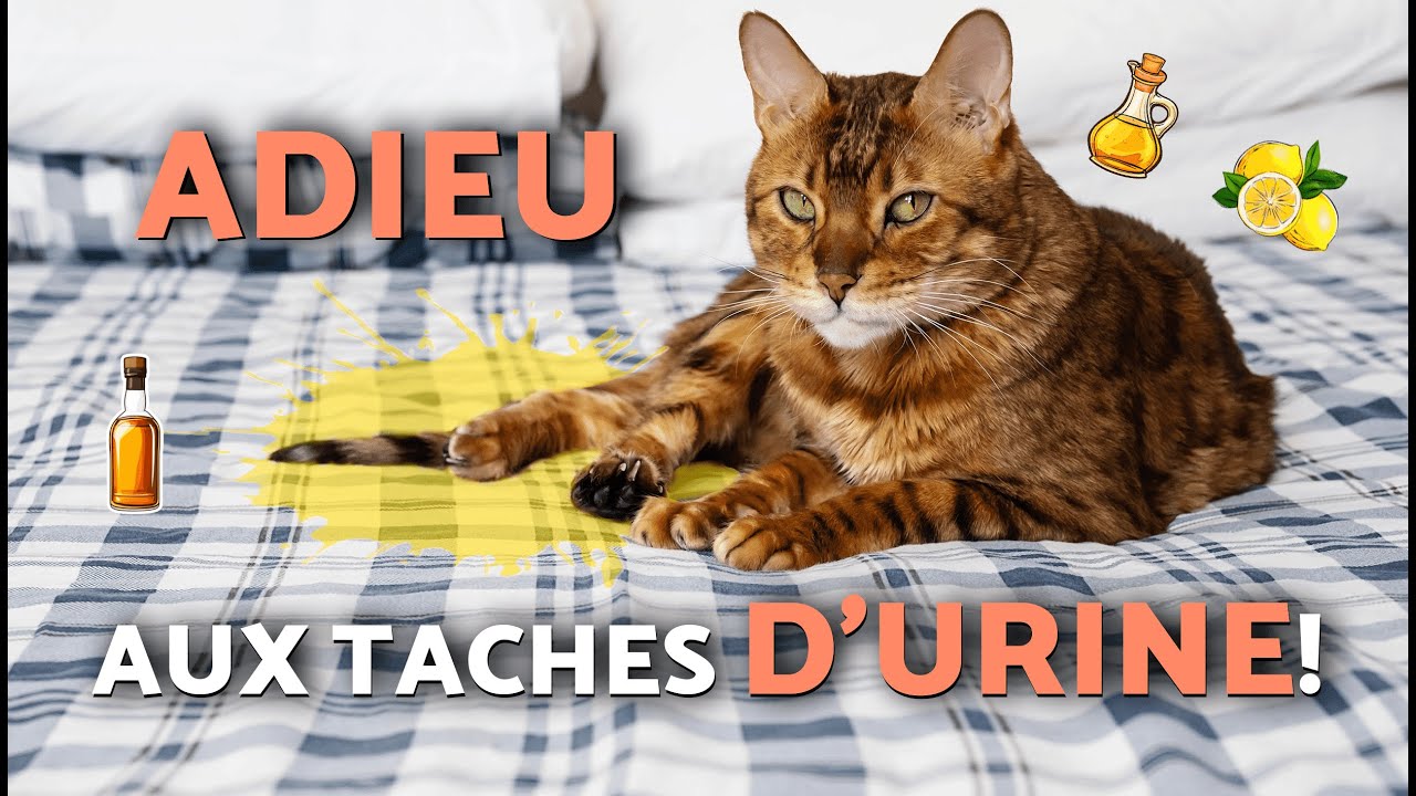 Comment NETTOYER un MATELAS de PIPI de CHAT ? 🐱🧽🧴 (5 remèdes maison pour oreillers, canapés et plus)
