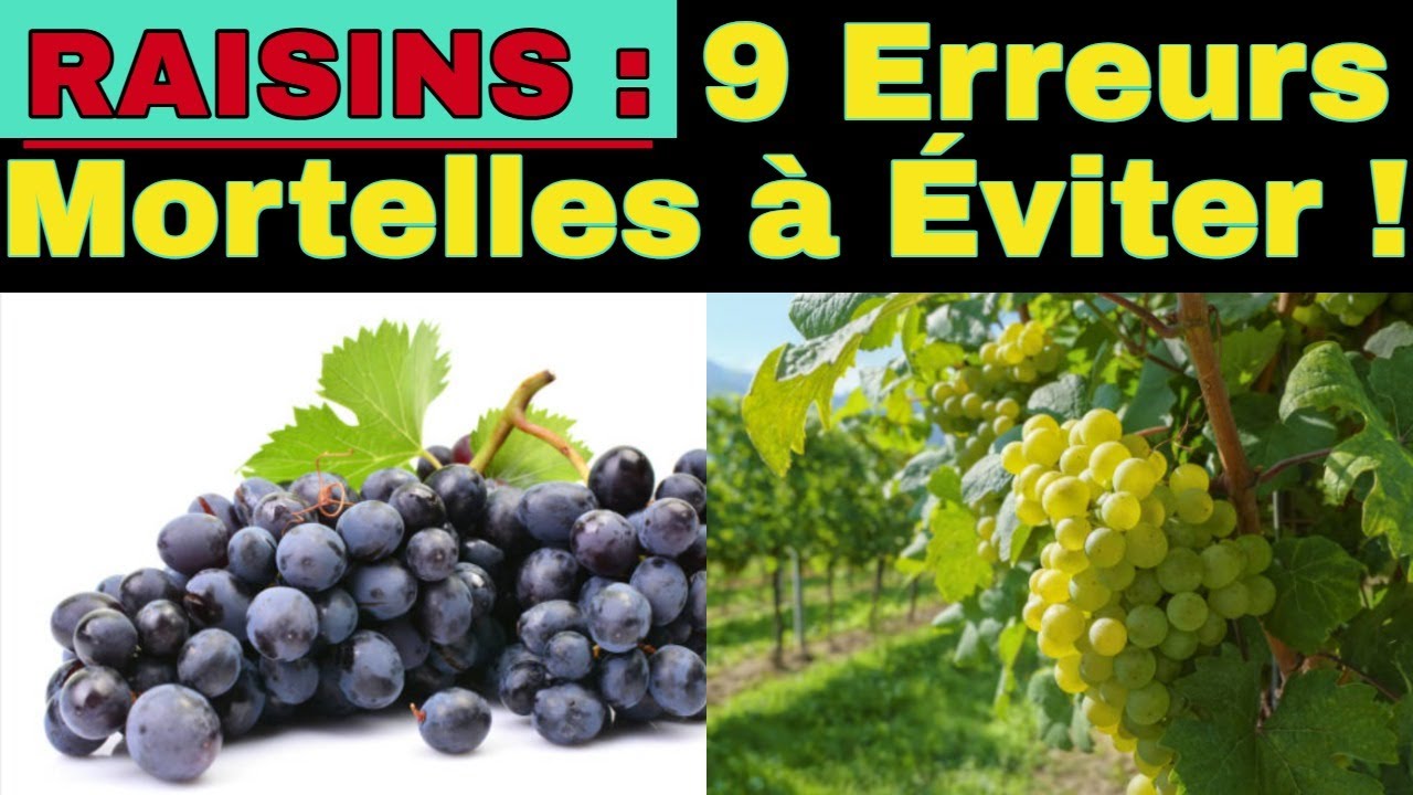 Raisins : 9 Erreurs Mortelles Que Vous Faites Tous Les Jours !