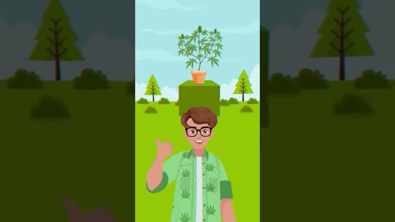 Hollyweed CBD | Autofloraison : explication rapide 🌿⚡