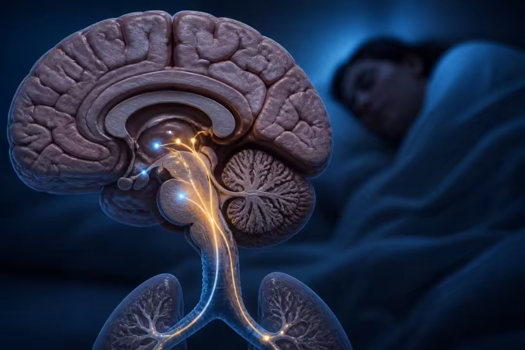 découvrez comment l'apnée centrale du sommeil est liée au fonctionnement du cerveau et ses impacts sur la santé neurologique.